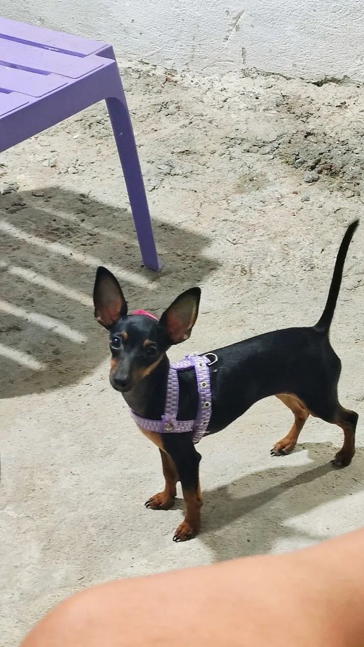 Pinscher  - Foto 5