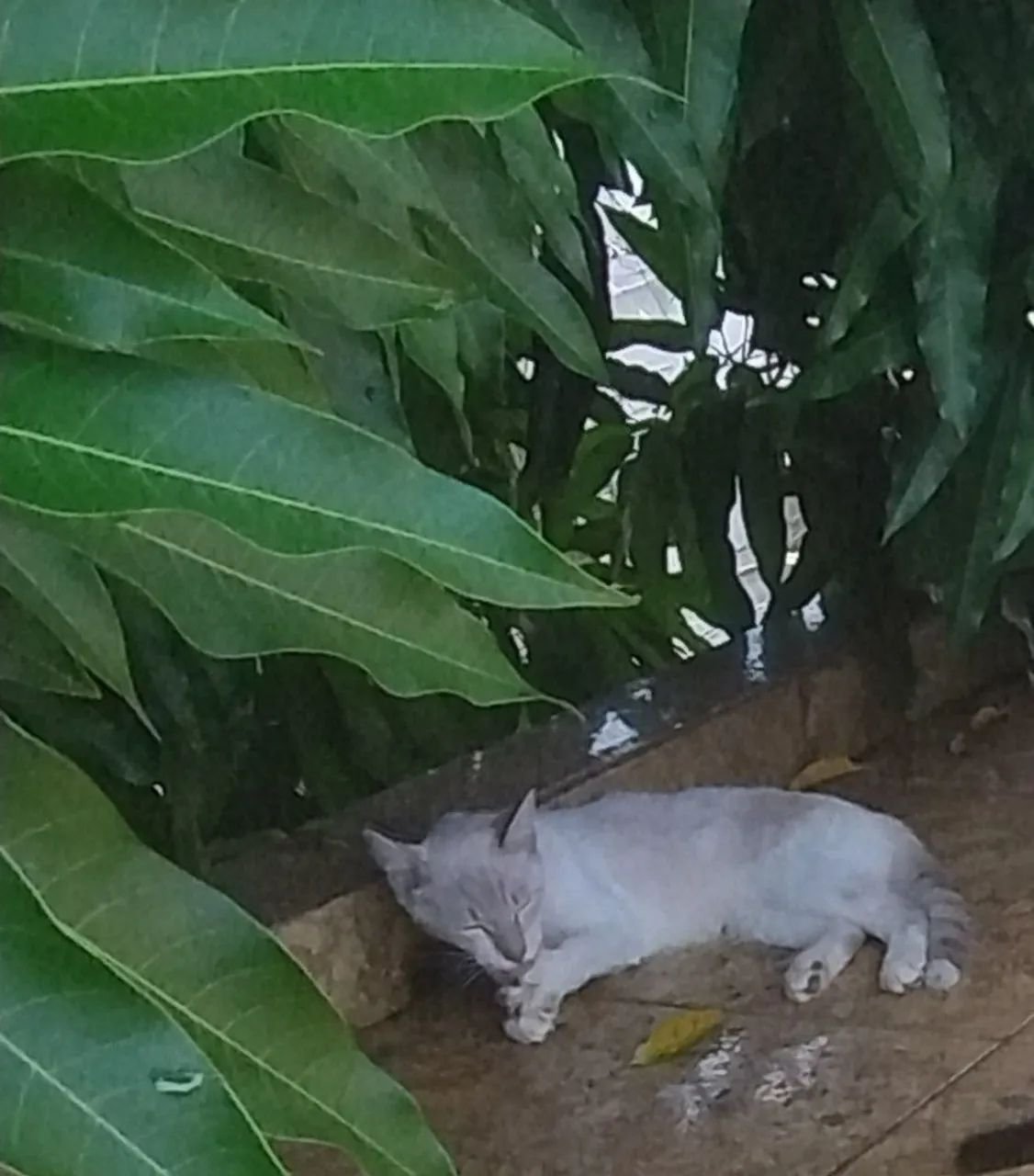 Gato lindo para adoção responsável - Foto 4