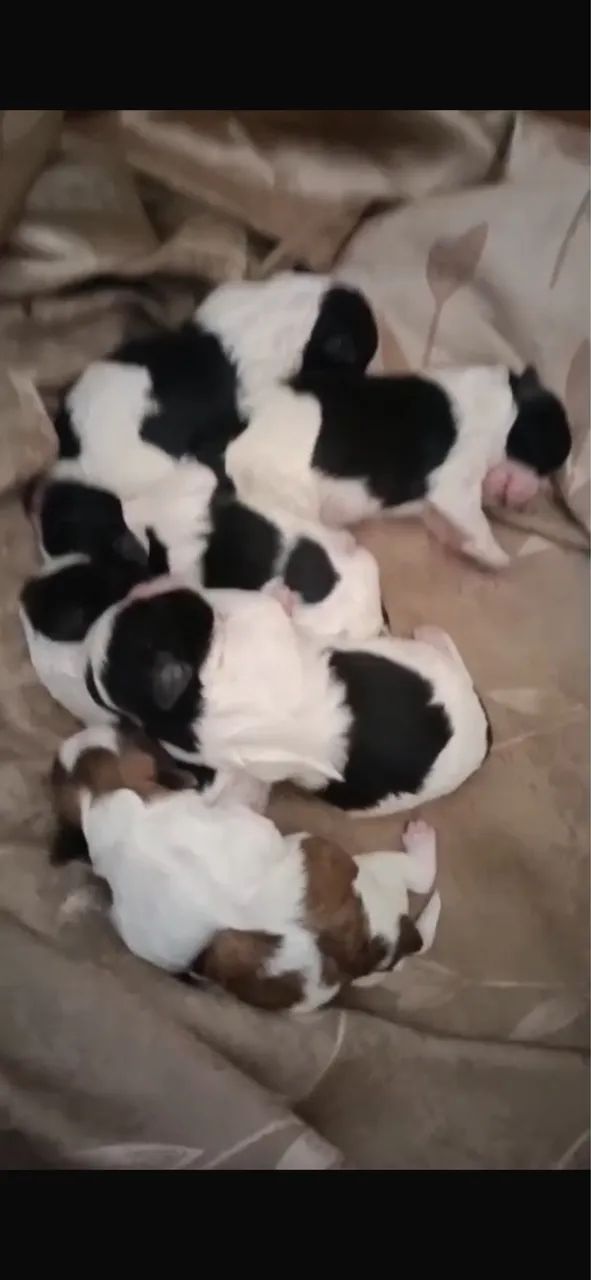 Shihtzu 