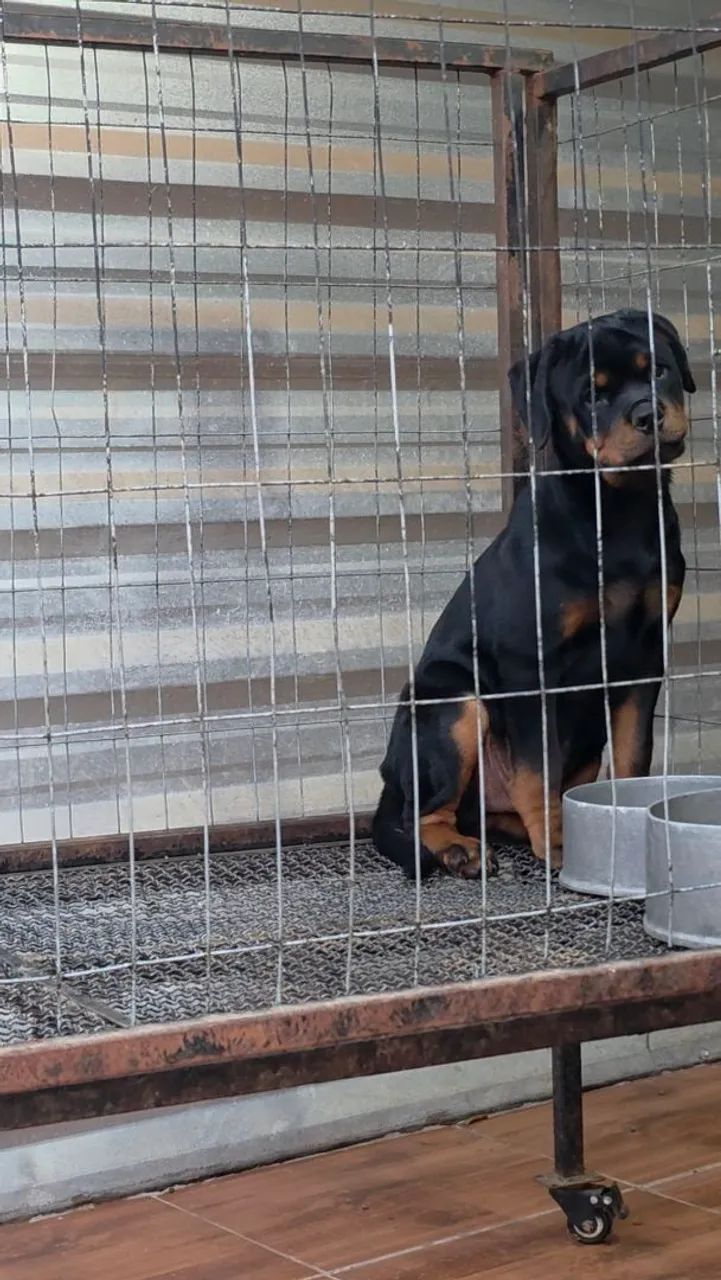 Rottweiler 