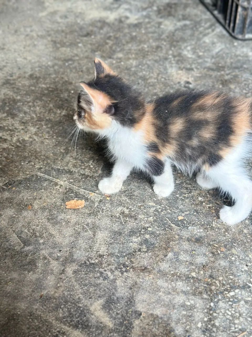 Gatos - Foto 3