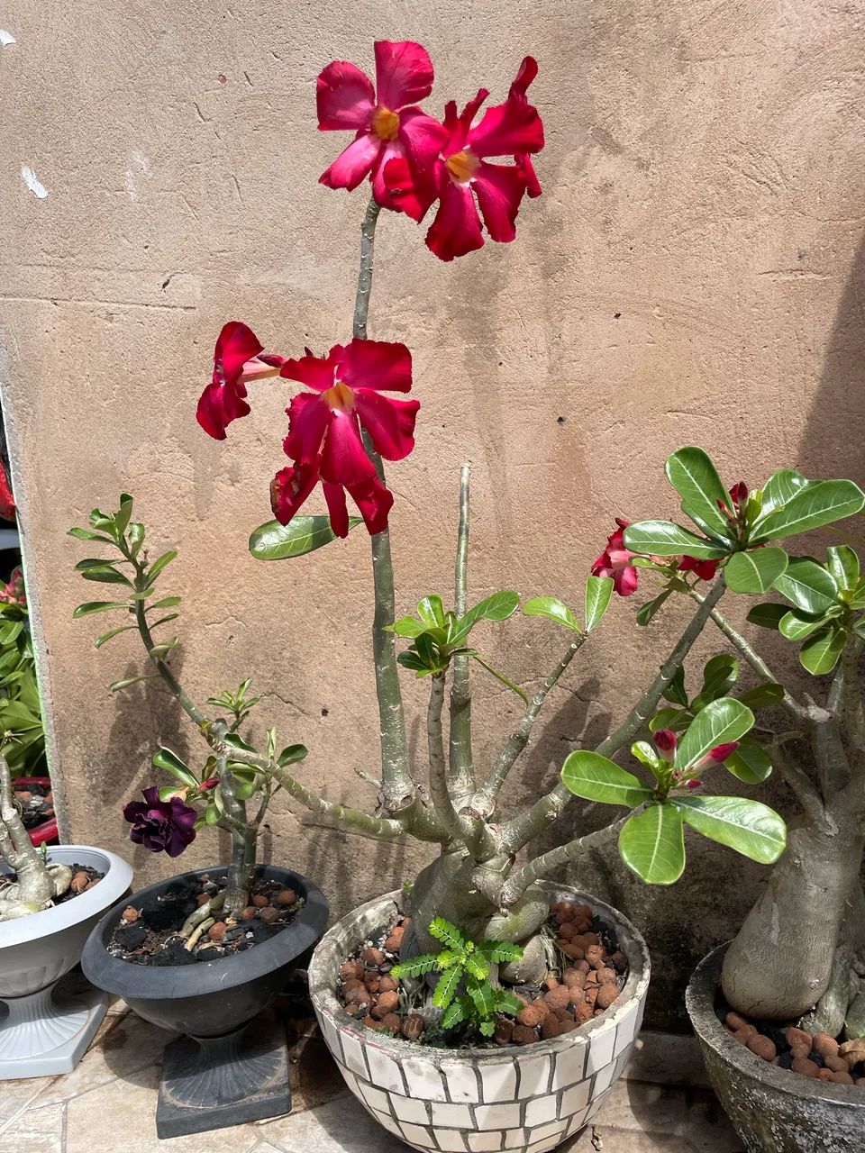 Rosa do deserto 