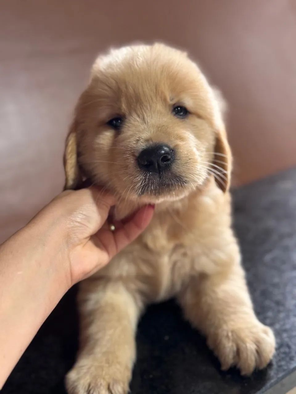 Golden - Foto 4