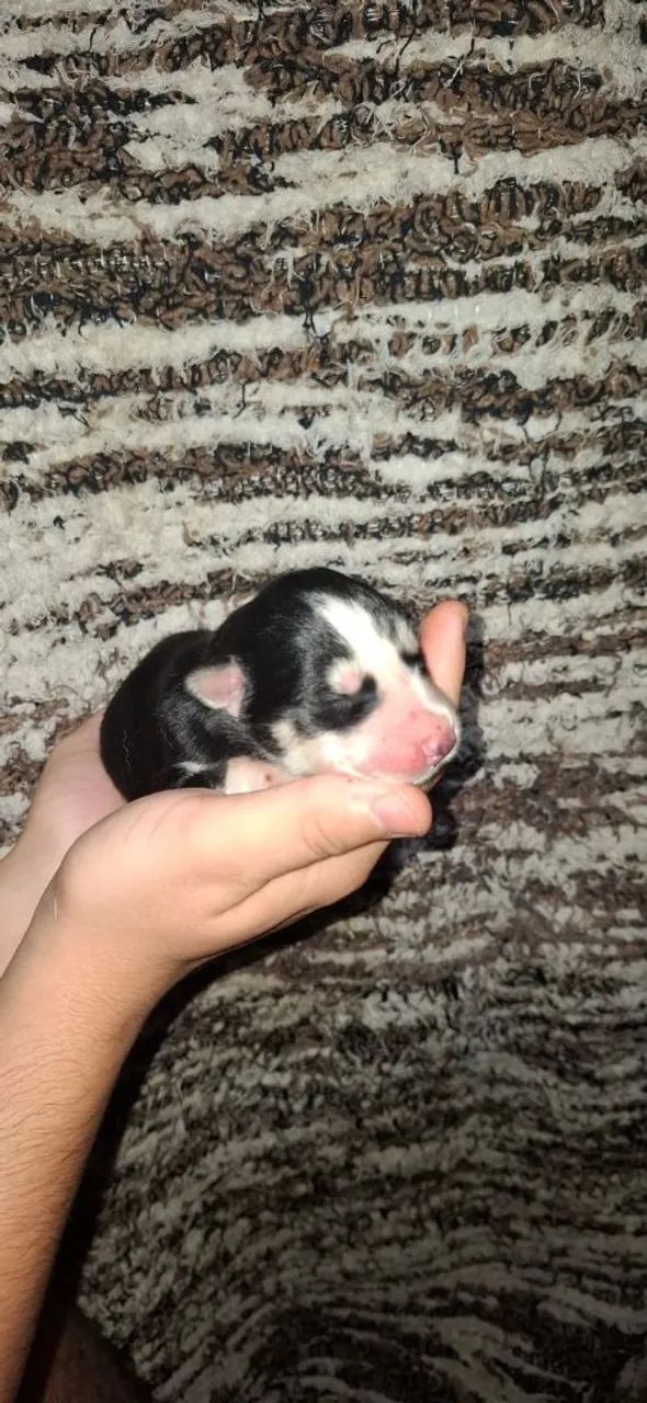 Filhotes de Husky - Foto 4