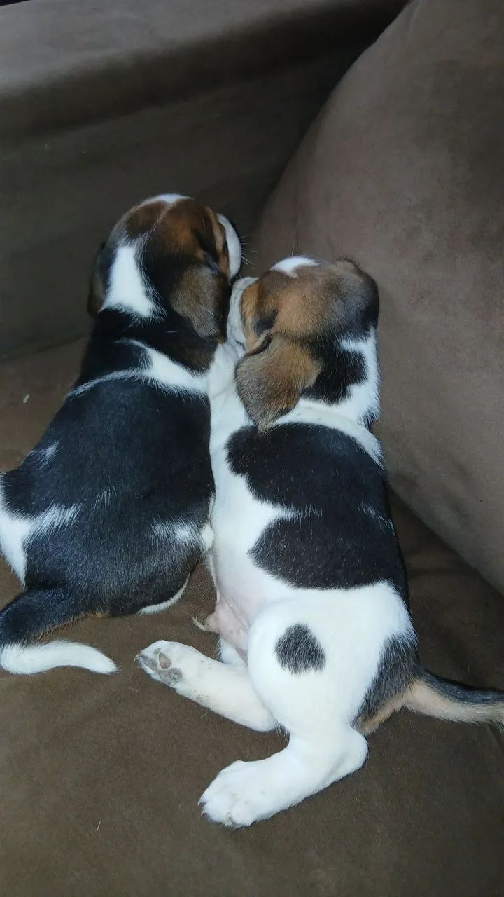 Beagle disponíveis  - Foto 2