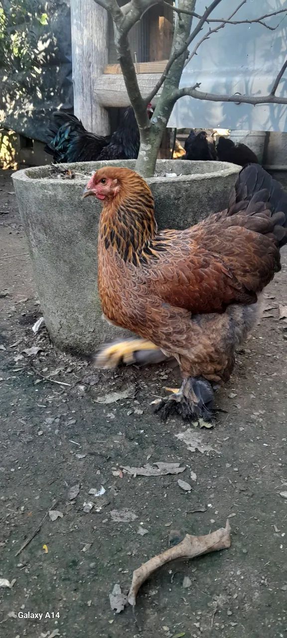 Terno galinha brahma 