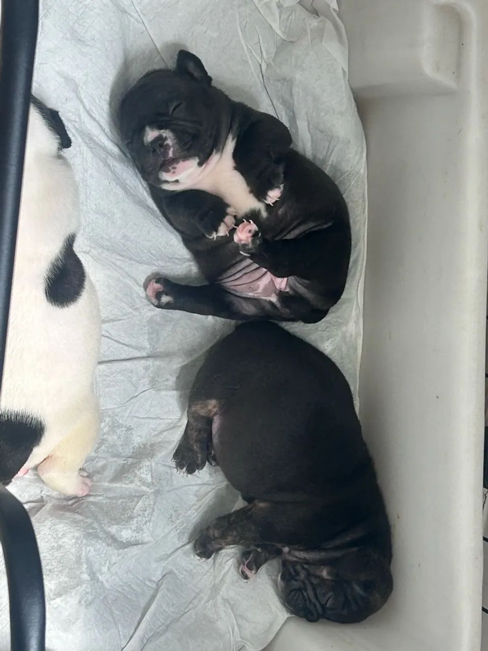 Filhotes de American Bully Micro F1 - Foto 2
