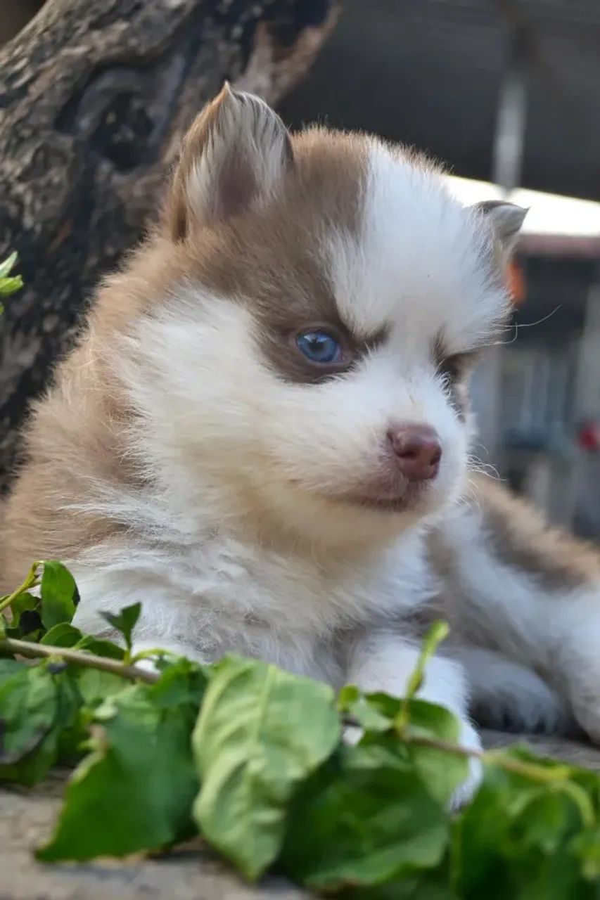 Pomsky F2  - Foto 3