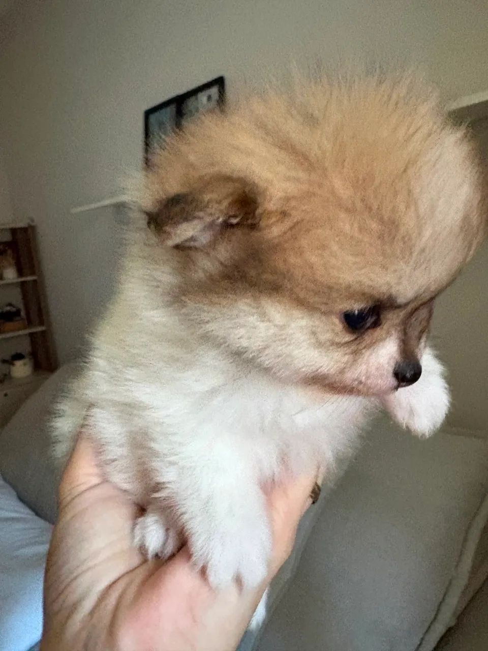 Spitz Alemão 