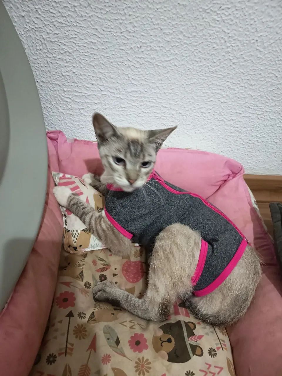 Gatinha castrada