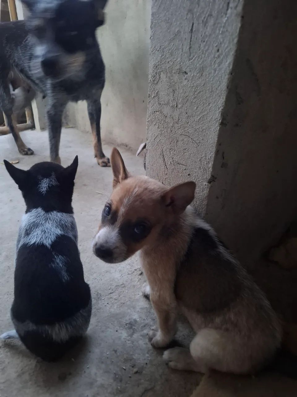 BOIADEIRO AUSTRALIANO DOAÇÃO - Foto 2