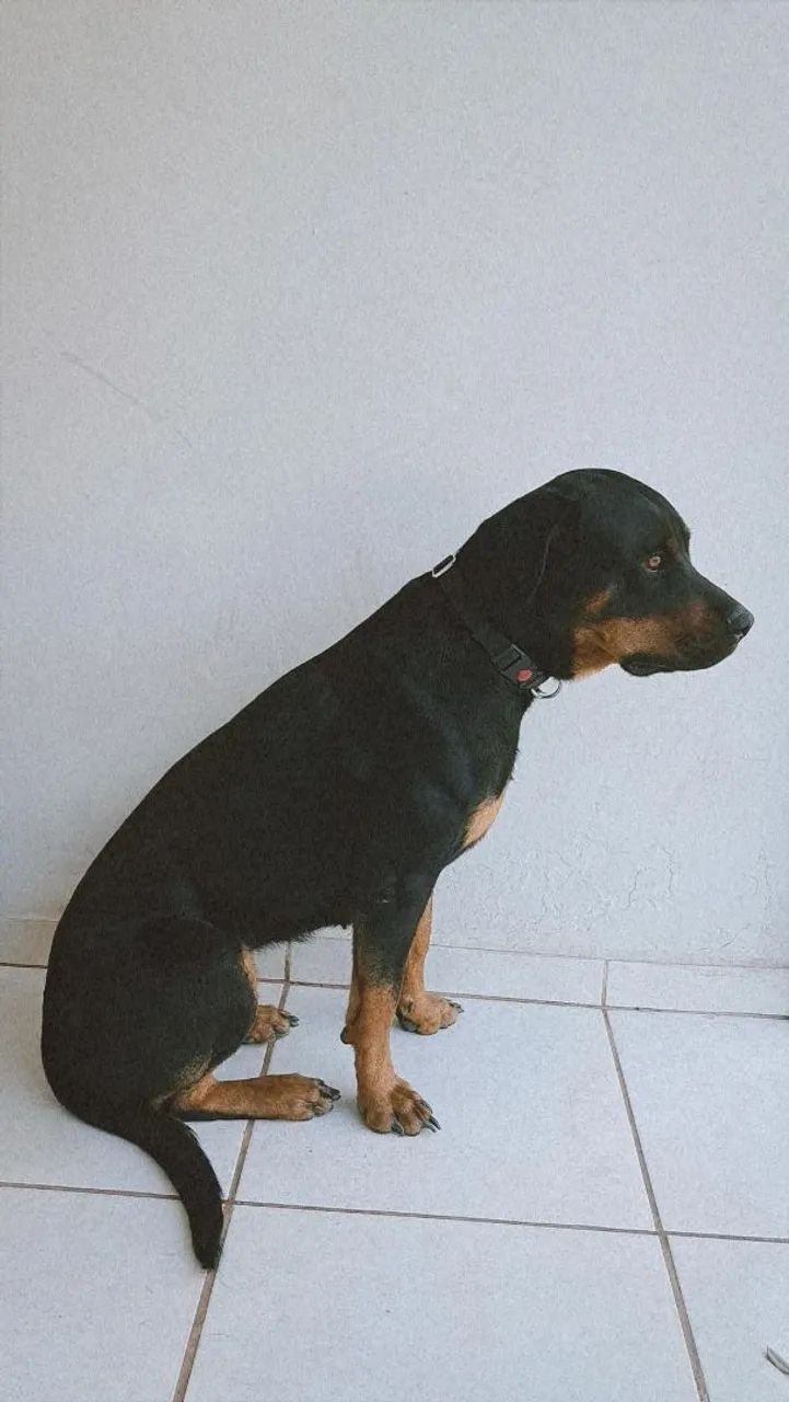 Adoção de Rottweiler  - Foto 2