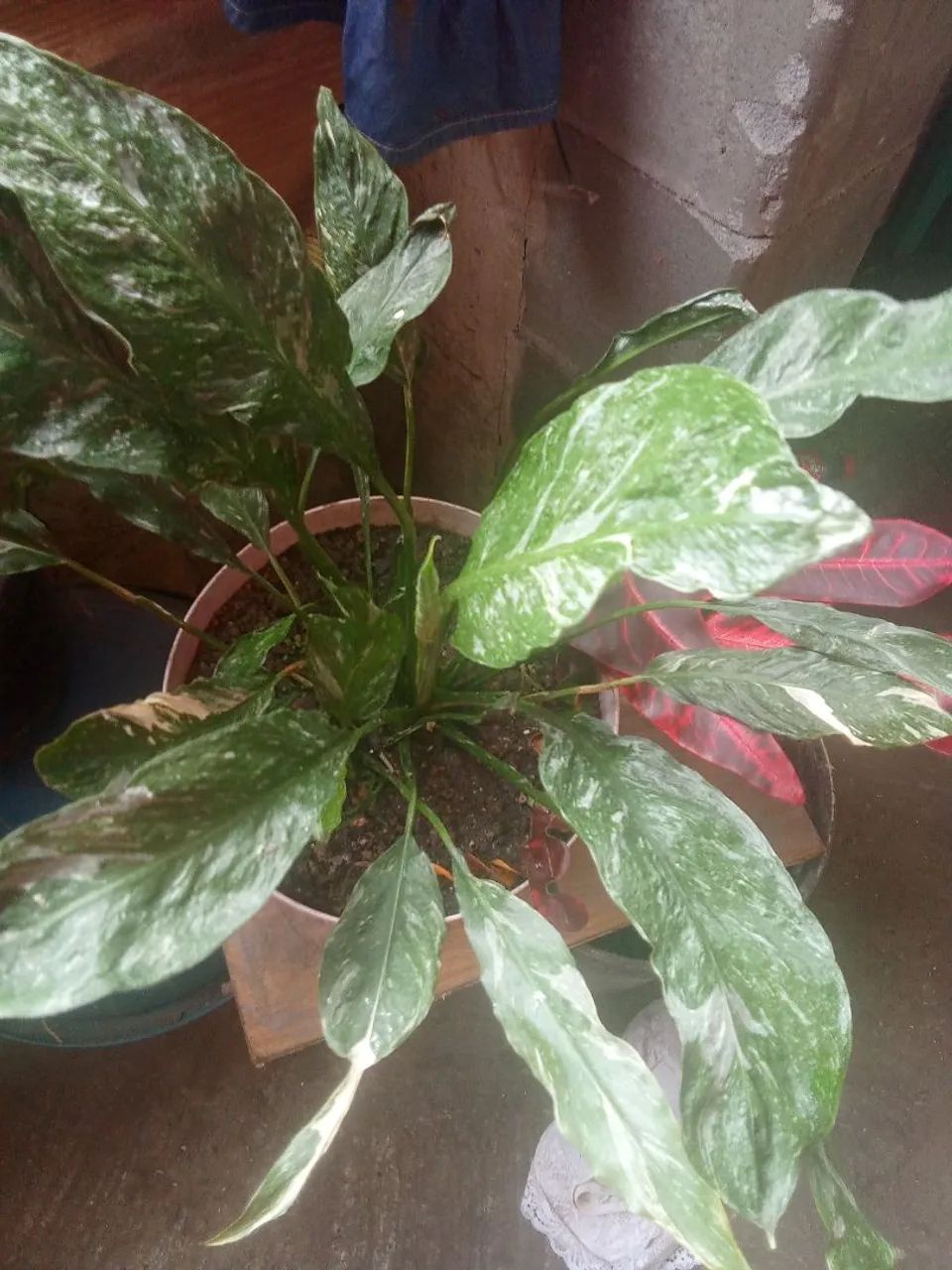 Plantas  - Foto 4