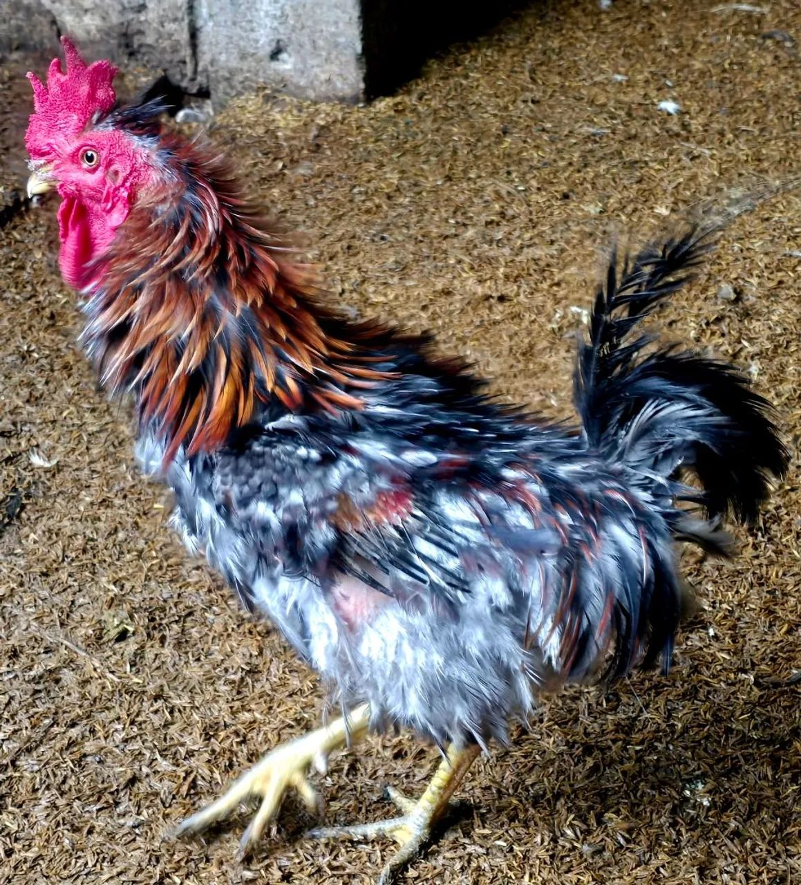 Casal galinha arrepiada frisado  - Foto 2
