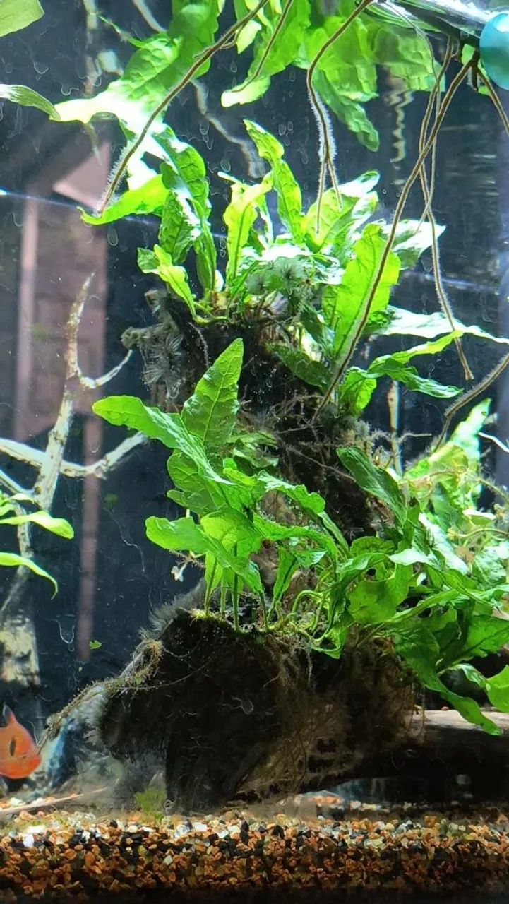 Muda de Microsorum  - Foto 3