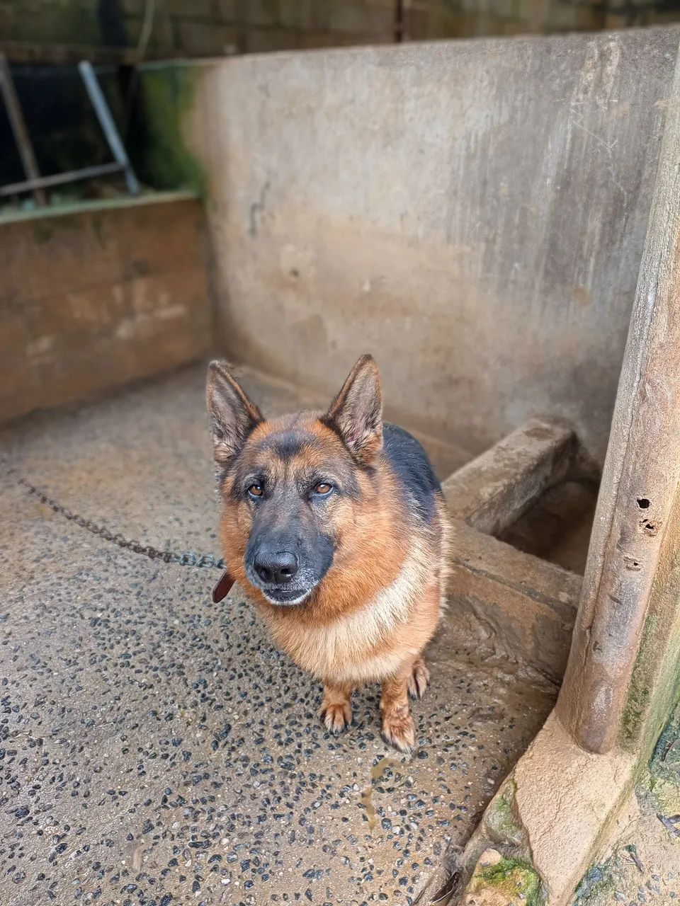 Cachorro pastor alemão 