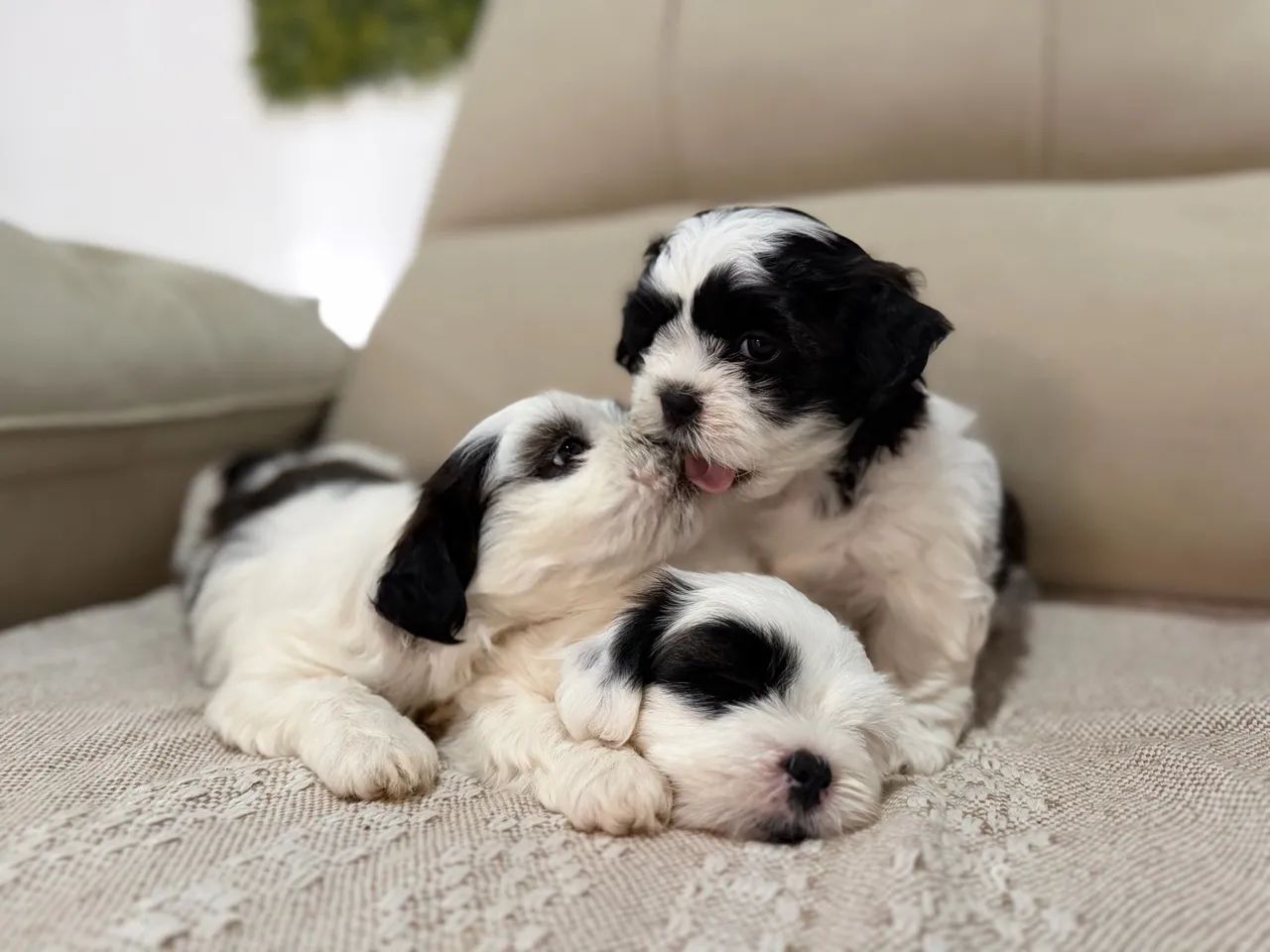 Shtzu - Foto 2