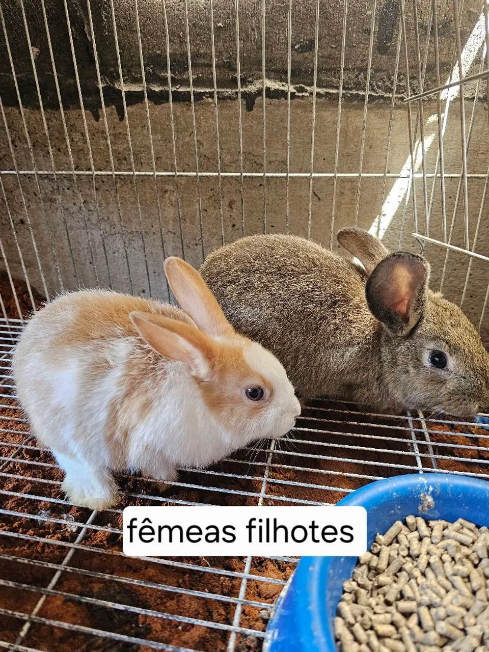 Coelho