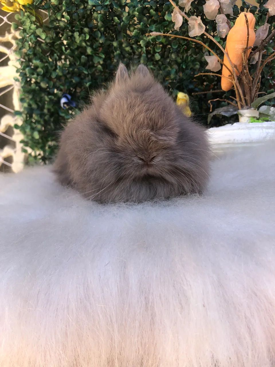 Coelho anão jersey wooly linhagem importada azul de viena, macho  - Foto 5