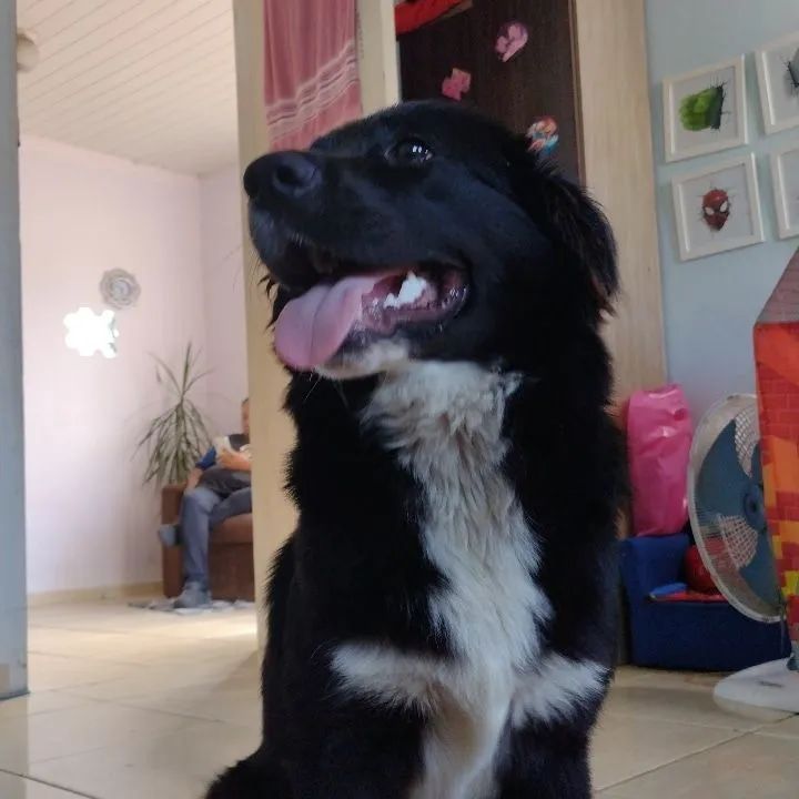 ADOÇÃO RESPONSÁVEL  - Foto 2