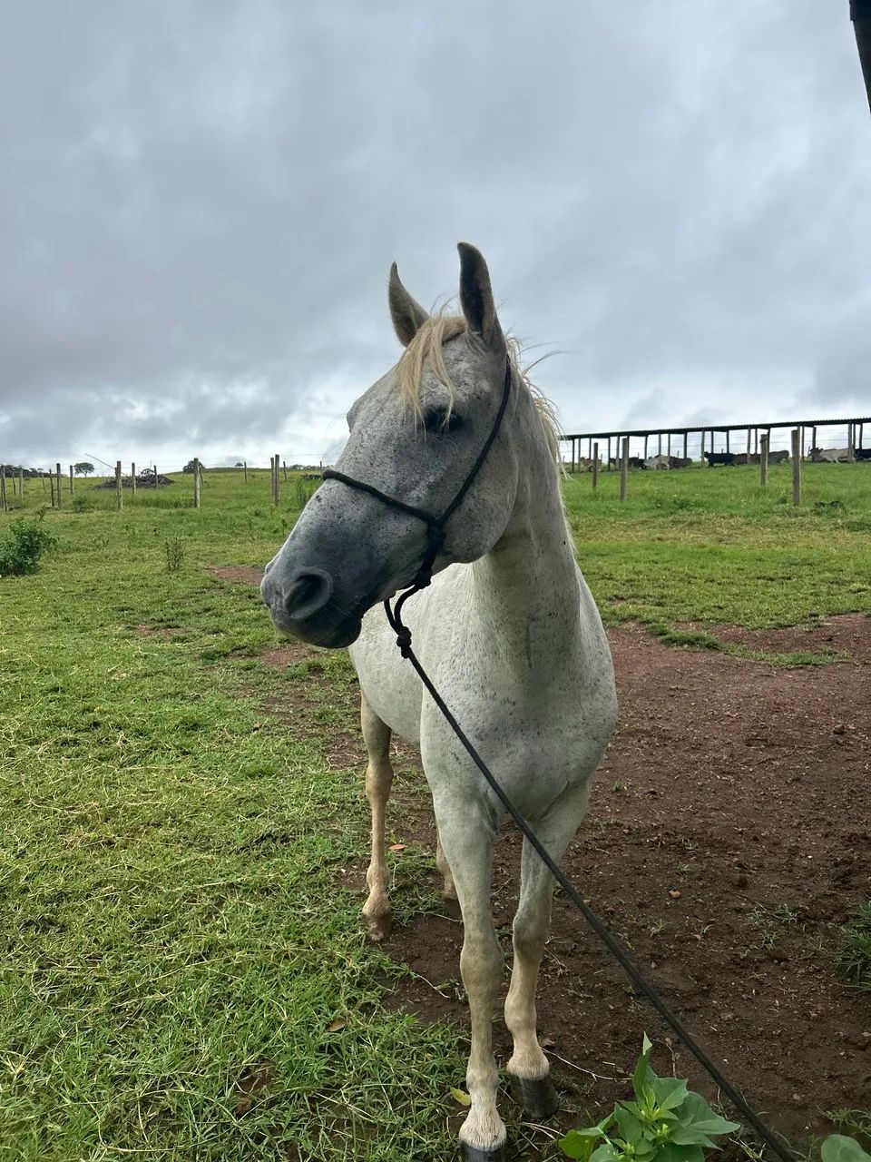 Cavalo Manga larga marchador, aceito proposta 