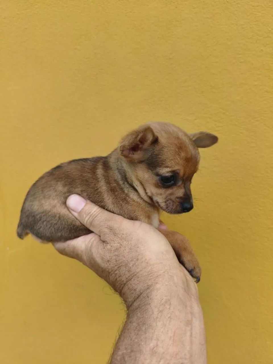 Mini pinscher  - Foto 3