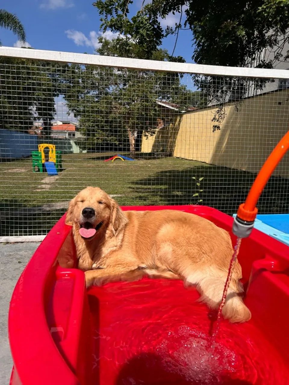 Connect Dogs - Creche, banho e hotel Pet - Foto 2