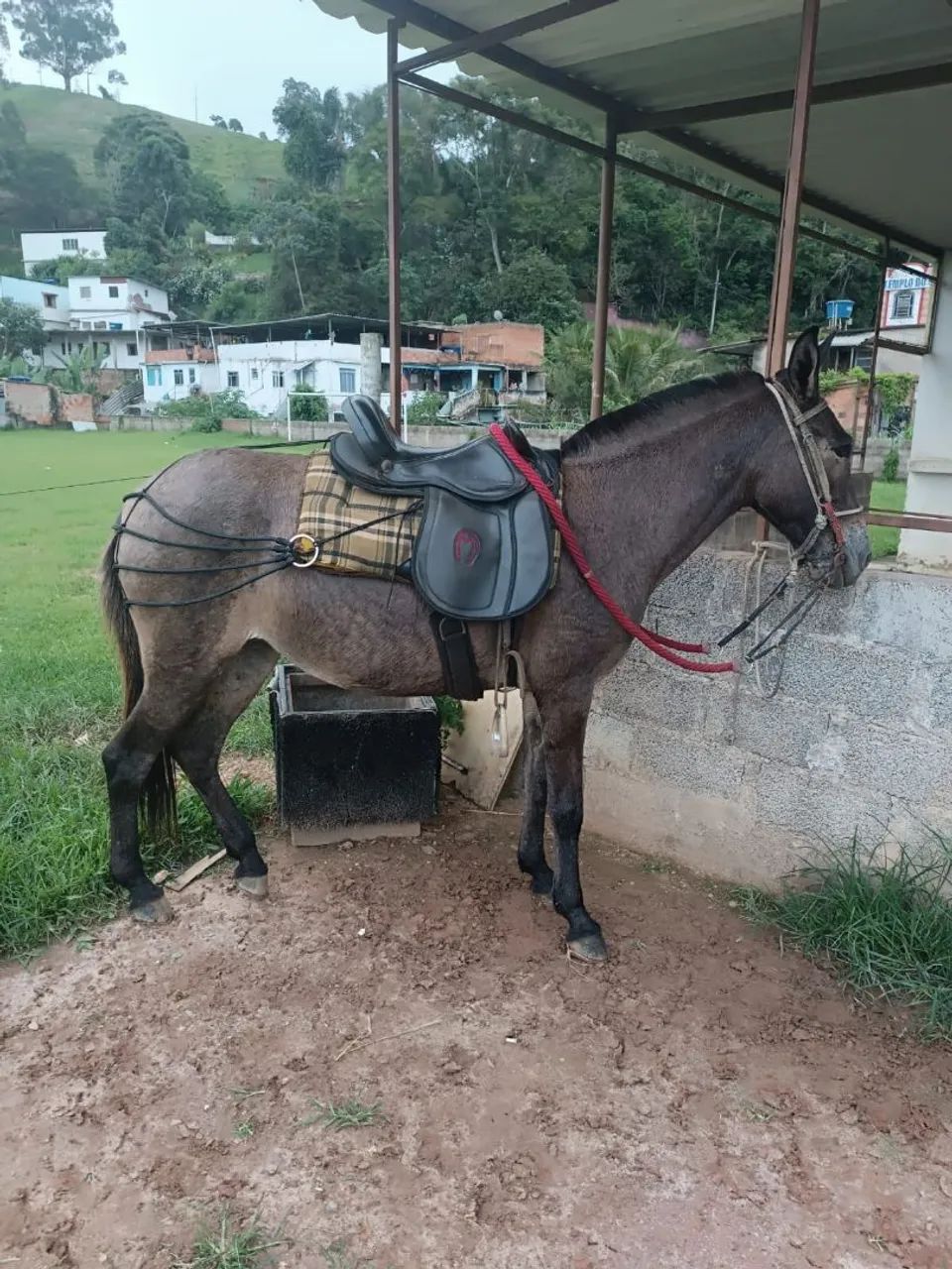 Mula muito mansa - Foto 3