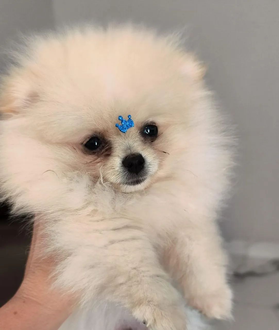 Cachorro 