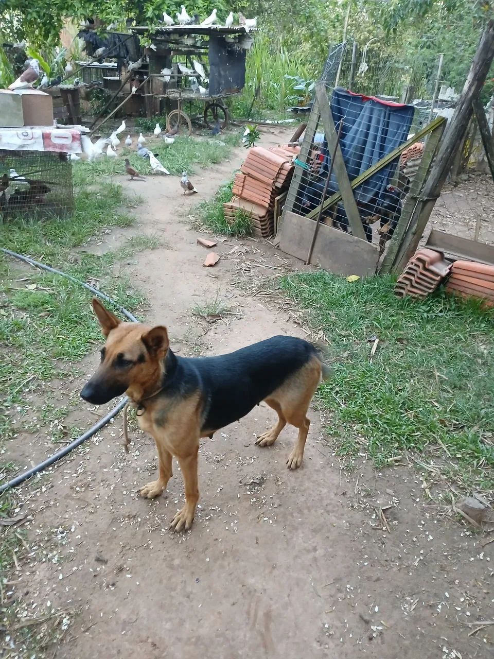 Filhotes de pastor alemão  - Foto 5