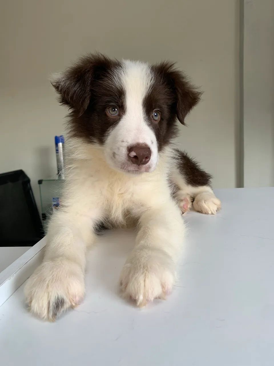 Border collie (macho marrom) - Foto 2
