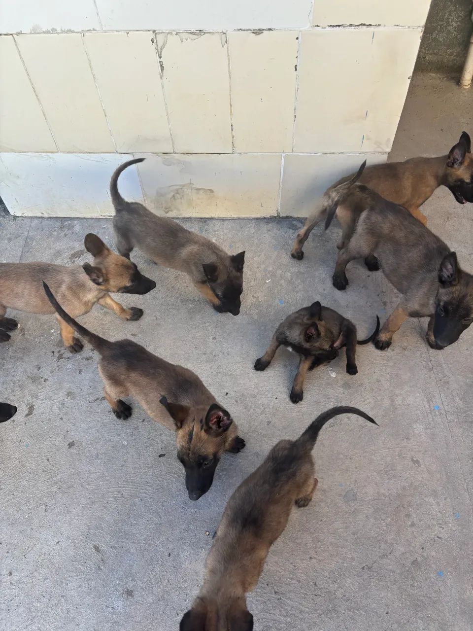 VENDO FILHOTES DE PASTOR BELGA MALINOIS - Foto 5