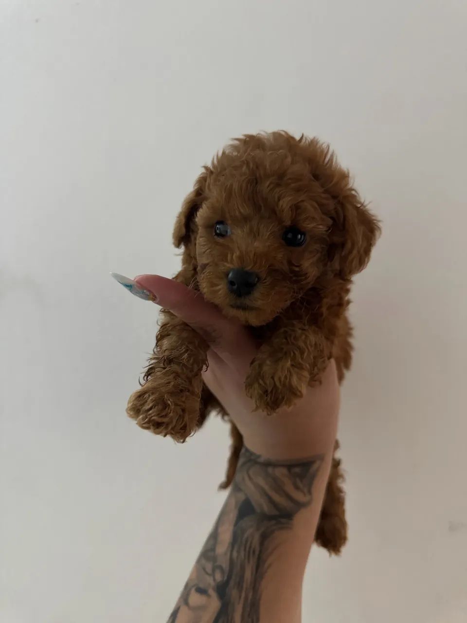 Poodle Toy macho vacinado  - Foto 2