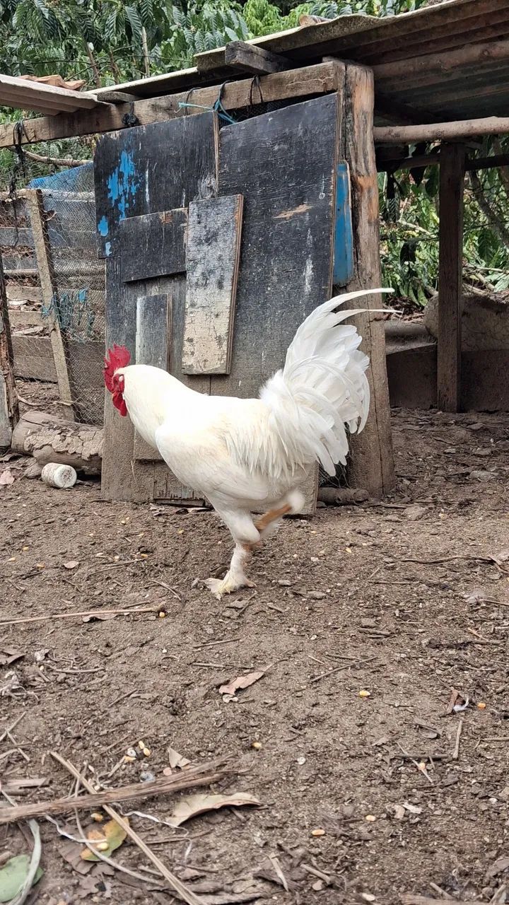 Frango brahma - Foto 2