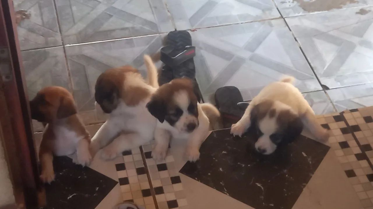 Doa-se lindos filhotes - Foto 4