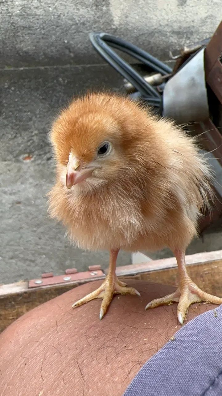 Pintinho de Um dia  - Foto 5