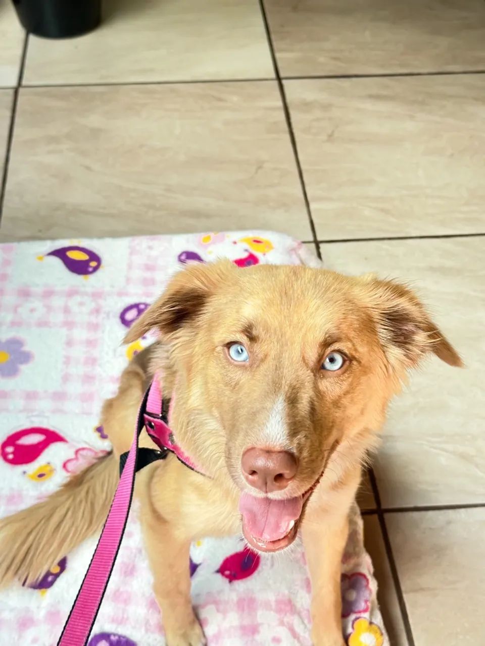Doação responsável  - Foto 2