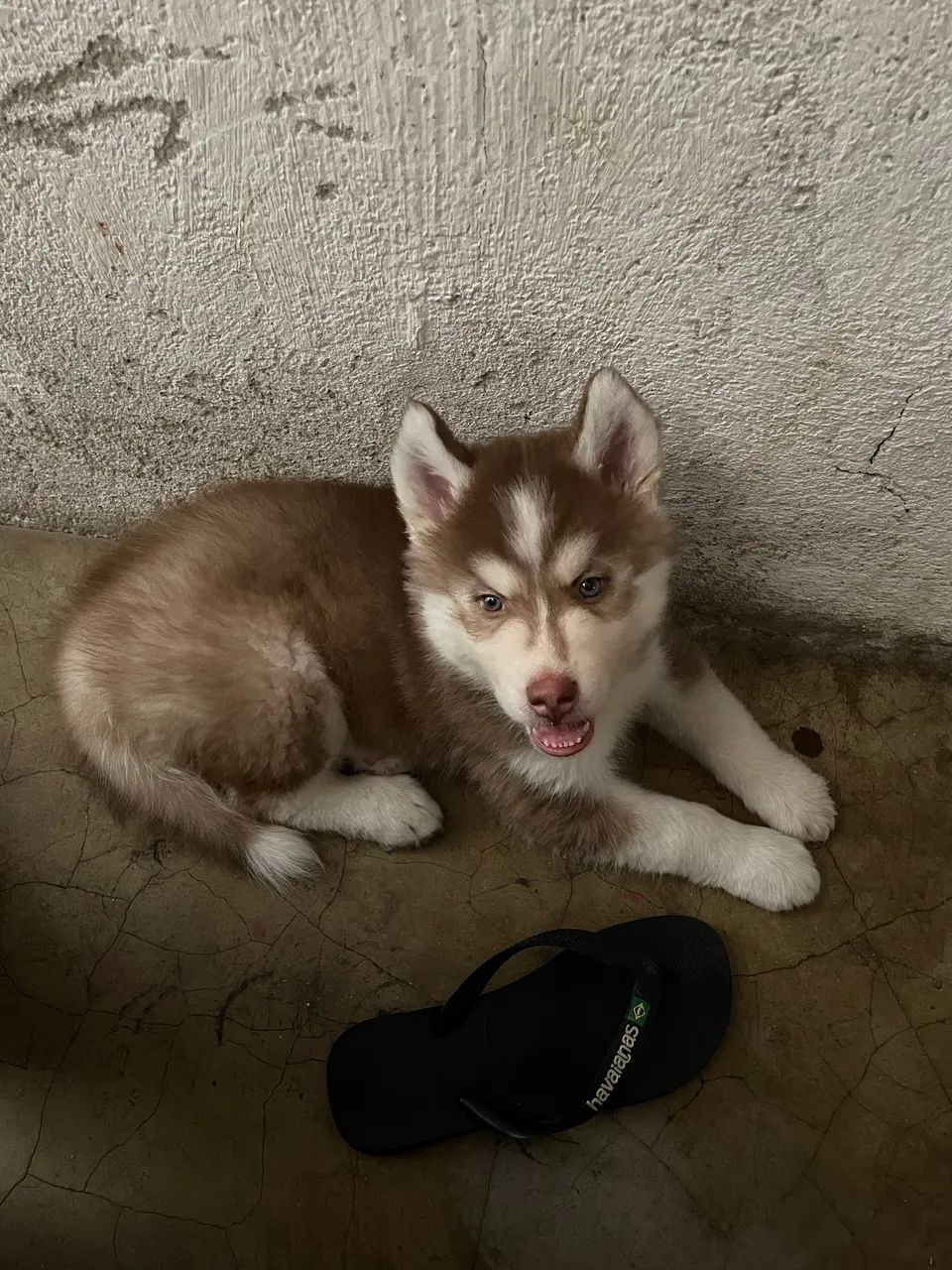 Husk Siberiano  - Foto 2