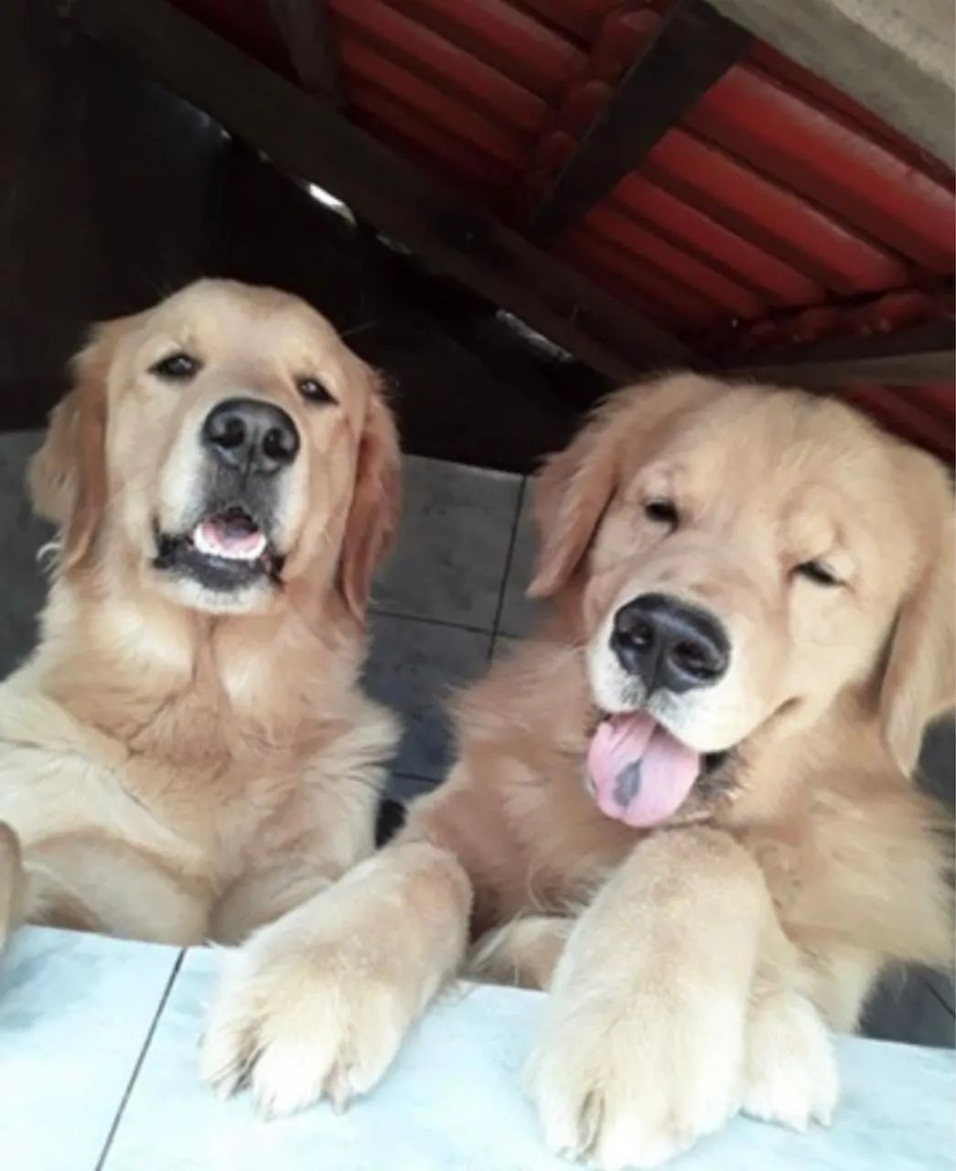 Golden - Foto 2
