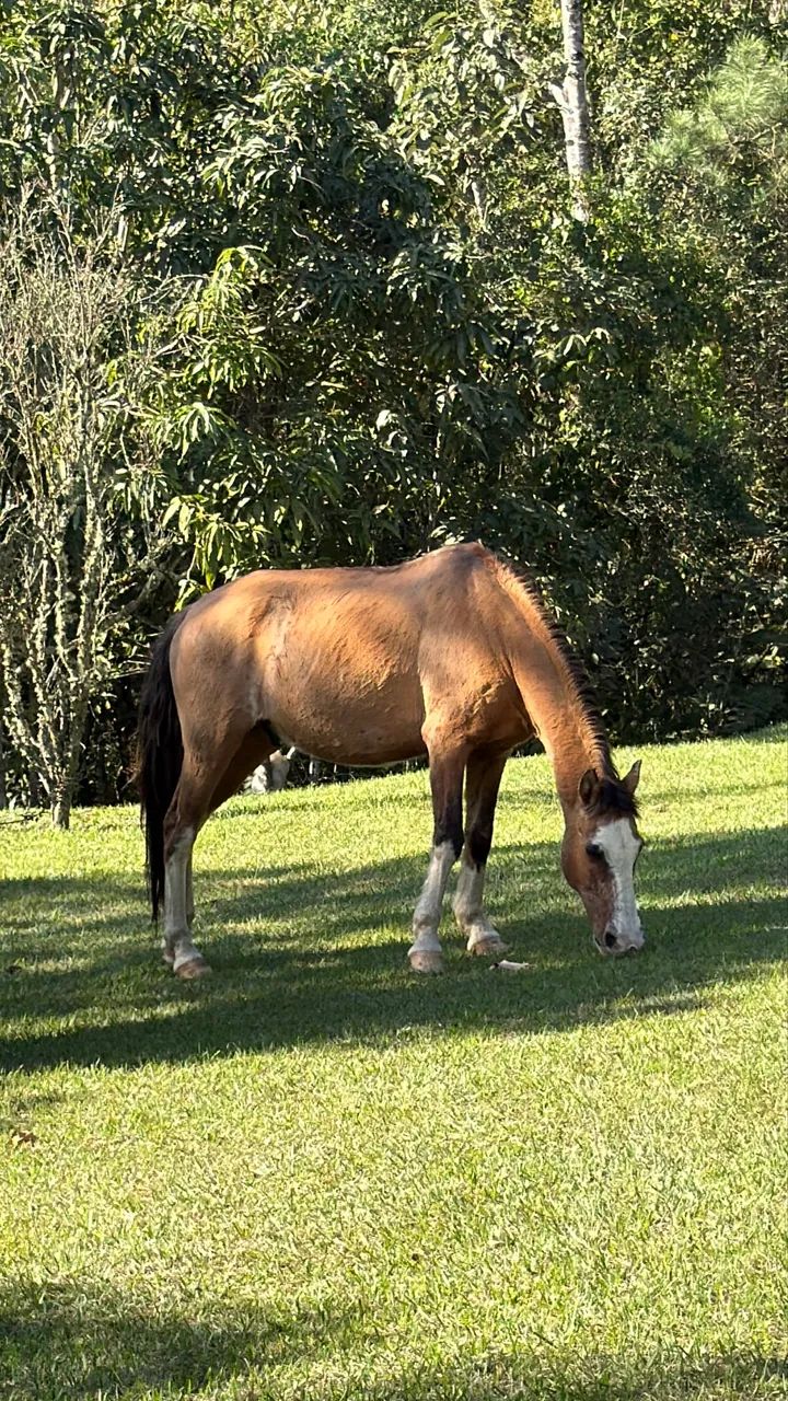Cavalo Mangalarga 