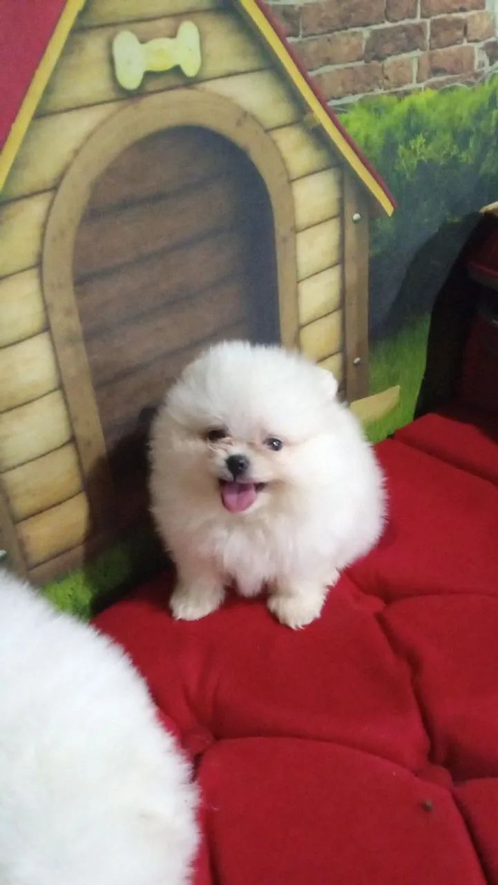 Spitz alemão  - Foto 3