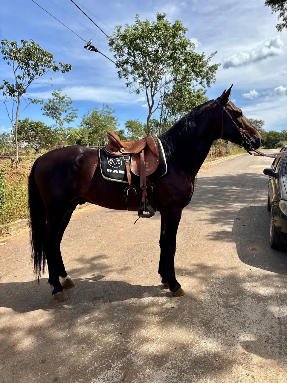 Vendo cavalo mangalarga dos mais lindos !!!