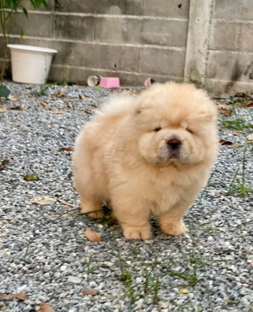 Chow Chow,Chow Chow Filhote Vacinado e Vermifugado