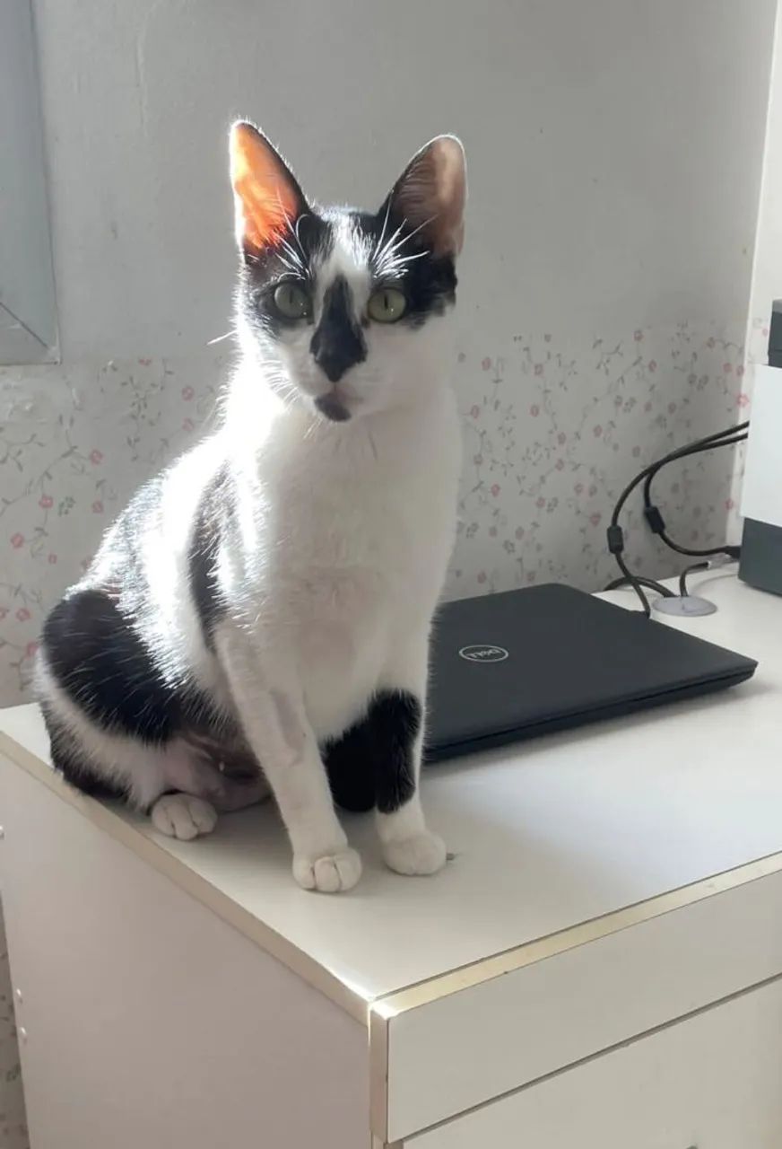Gatinha castrdada para adoção responsável  - Foto 3