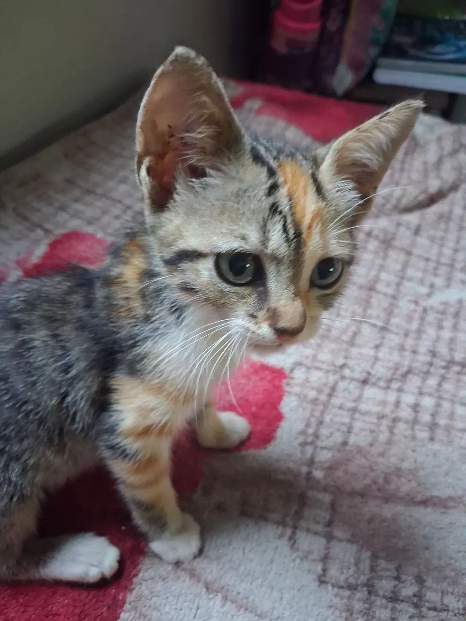 Gatinha para adoção 