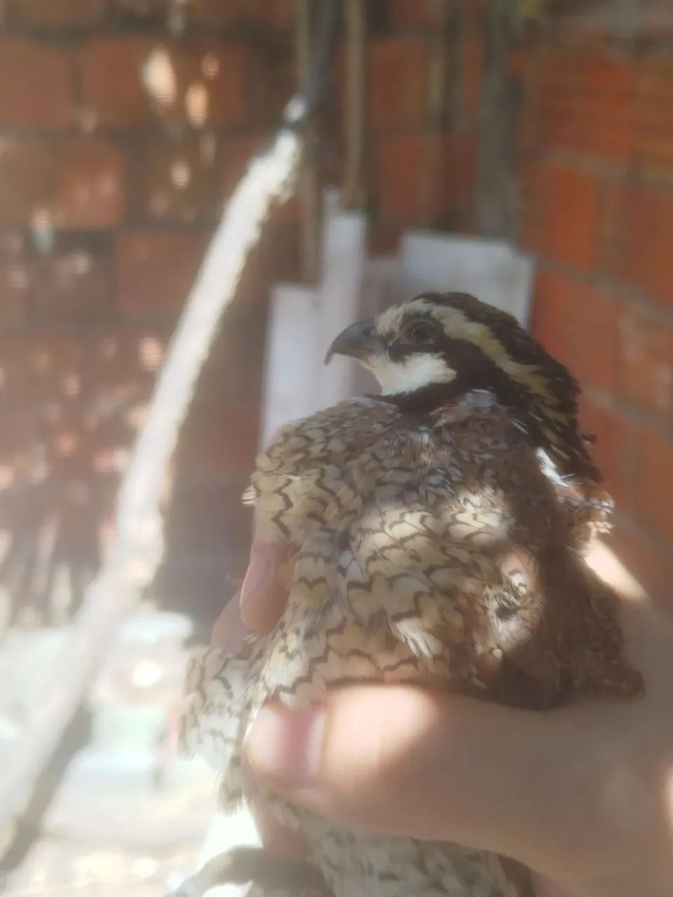 Codorna bobwhite (macho) - Foto 4