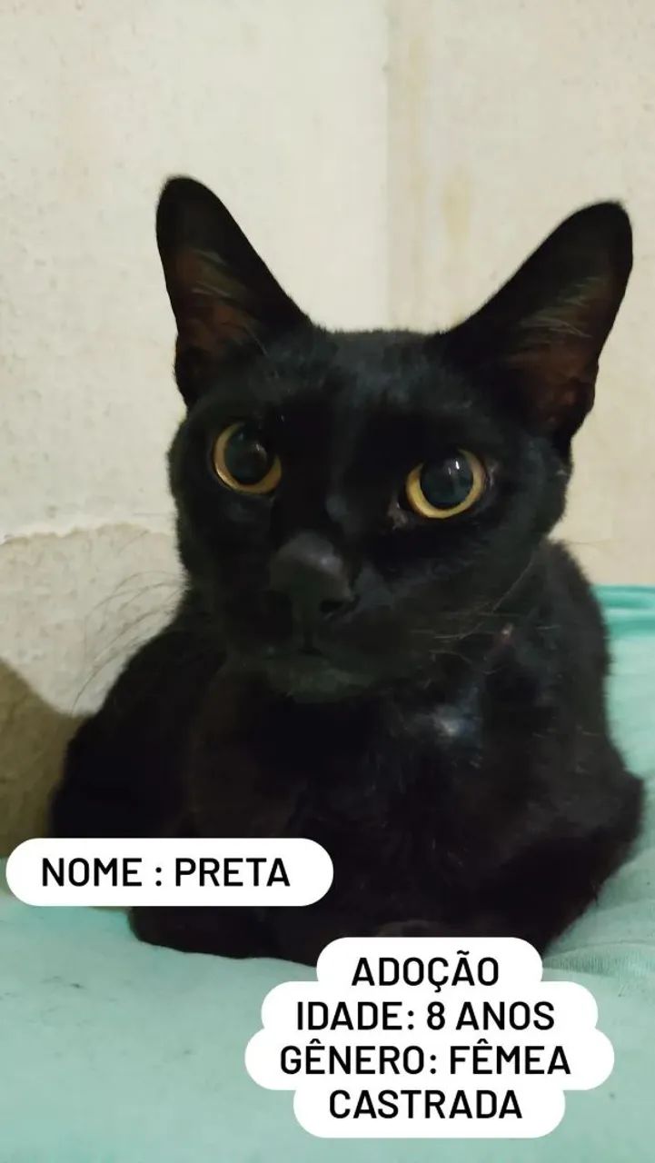 Adoção responsável  - Foto 3