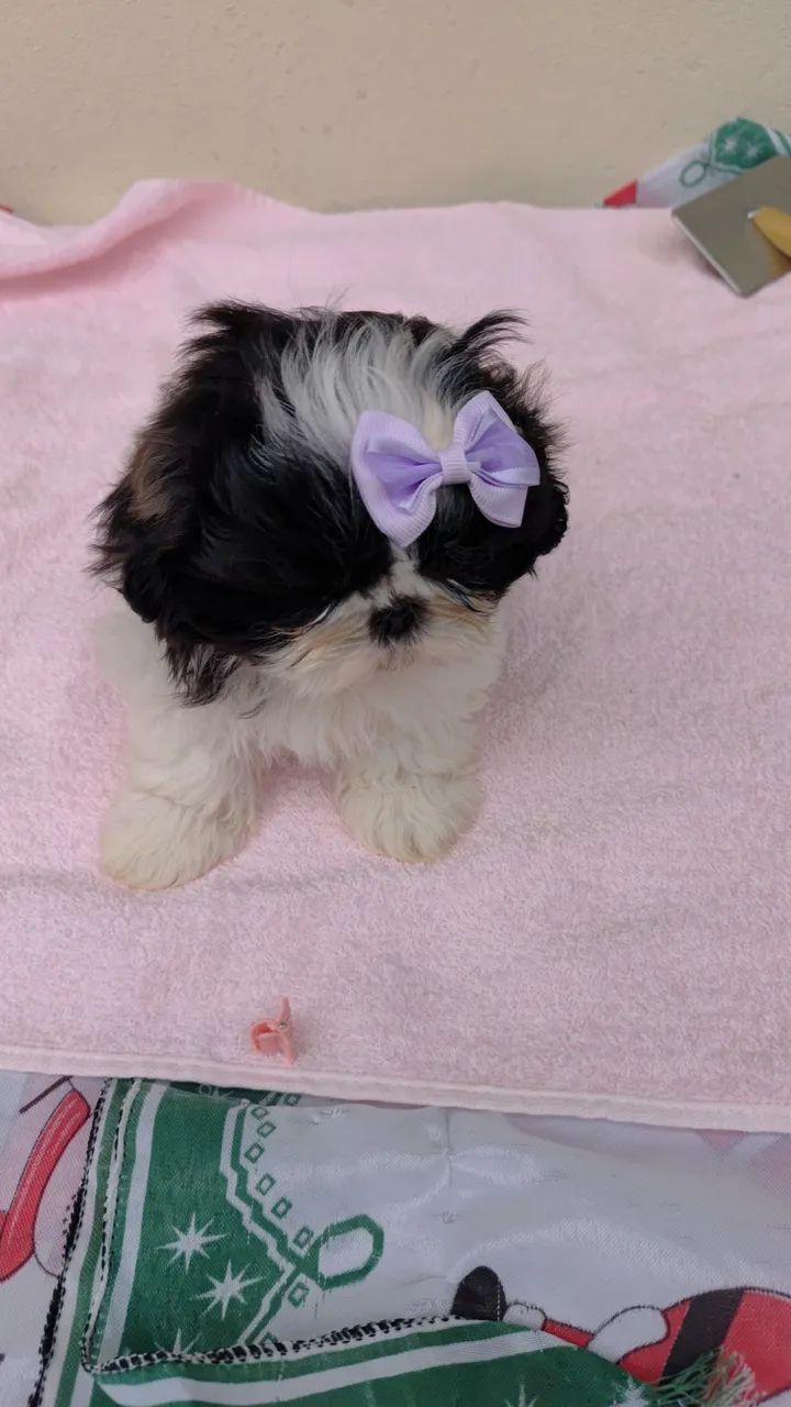 Schi tzu  - Foto 3