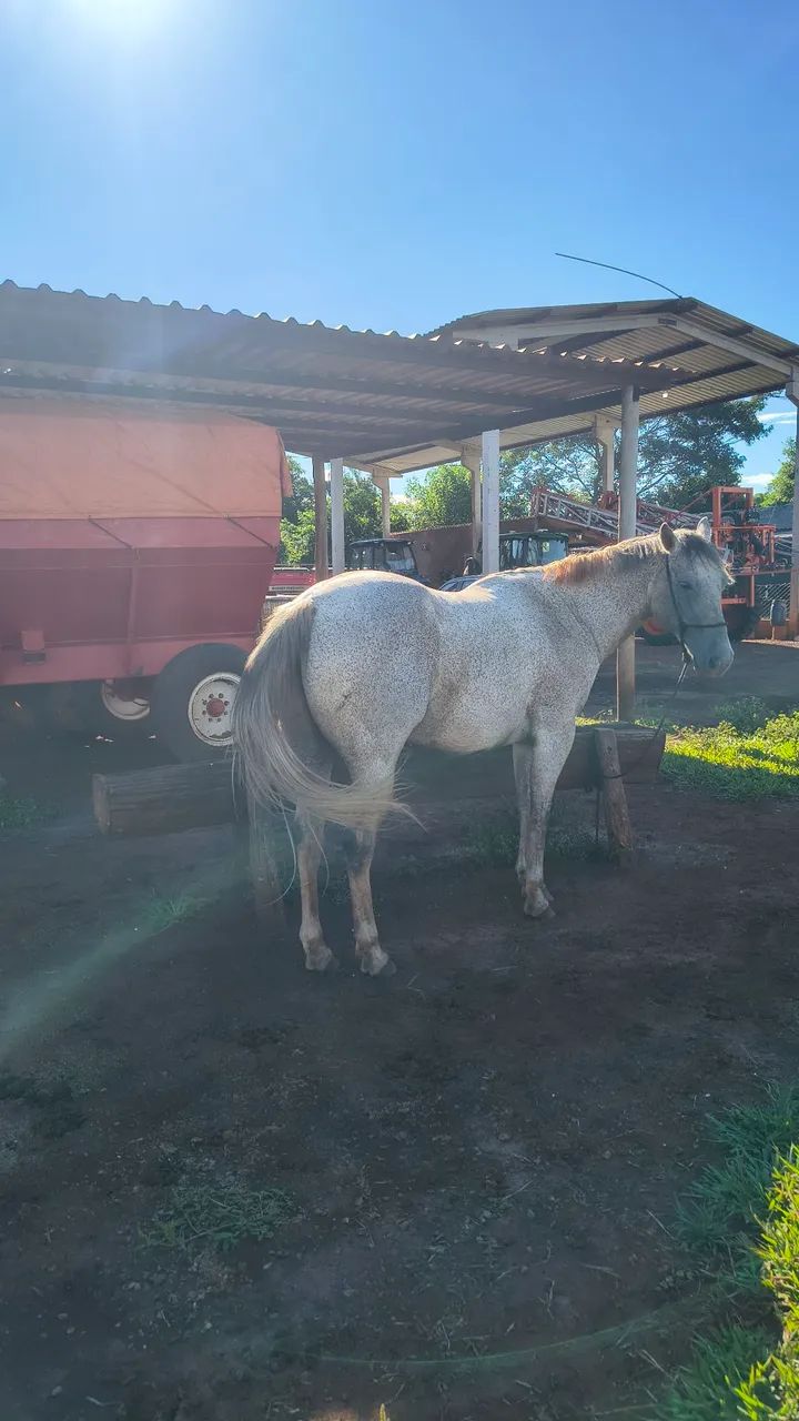 Cavalo Quarto de Milha  - Foto 3