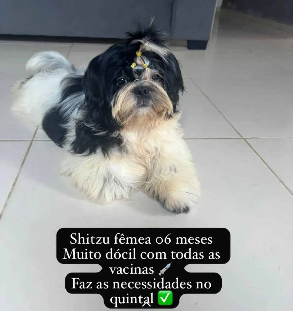 Vendese shitzu